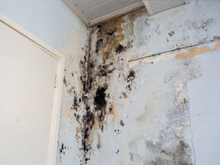 Mold Remediation and Cleanup Services