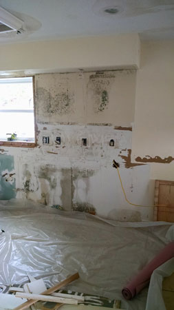 Mold Remediation - Ocean City, MD | Mold Specialists ...