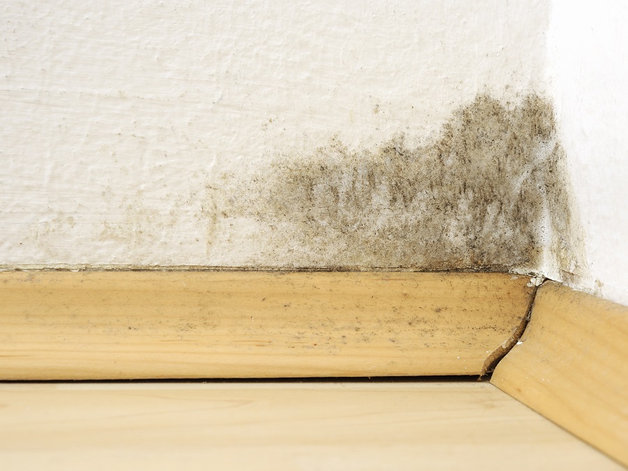 Mold Growth