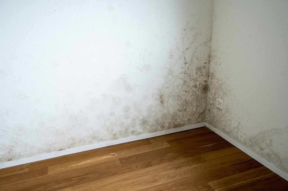 Mold and mildew on wall